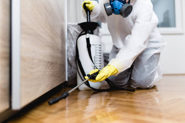 Best Local Pest Control Services  in Quincy, MA