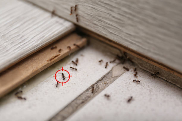 Quincy, MA Pest Control Pros