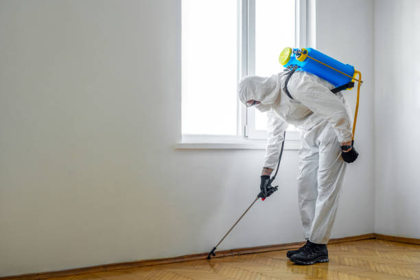 Best Ant Control Services  in Quincy, MA