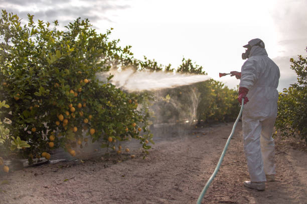 Best Wasp Removal Services  in Quincy, MA