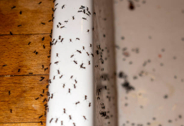 Best Pest Control Treatment  in Quincy, MA