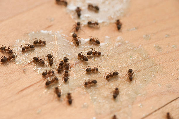 Best Pest Control for Businesses  in Quincy, MA