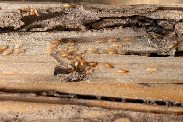 Best Termite Control Services  in Quincy, MA