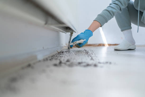 Best Spider Control Near Me  in Quincy, MA